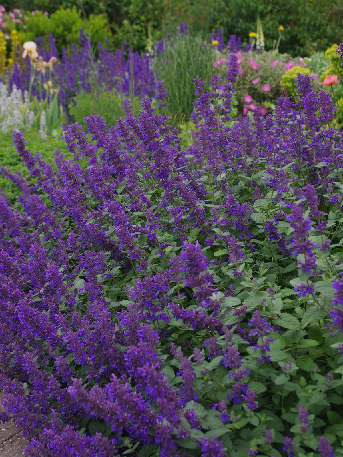 Nepeta 'Hill Grounds' - Beth Chatto's Plants & Gardens