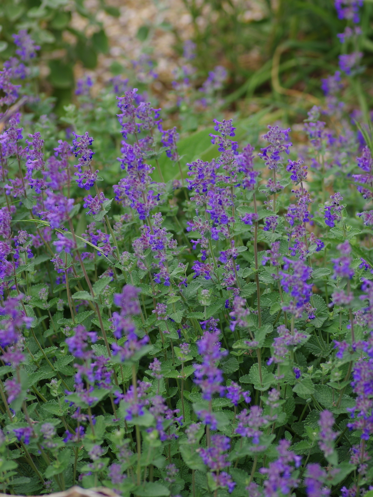 Nepeta racemosa 'Little Titch' - Beth Chatto's