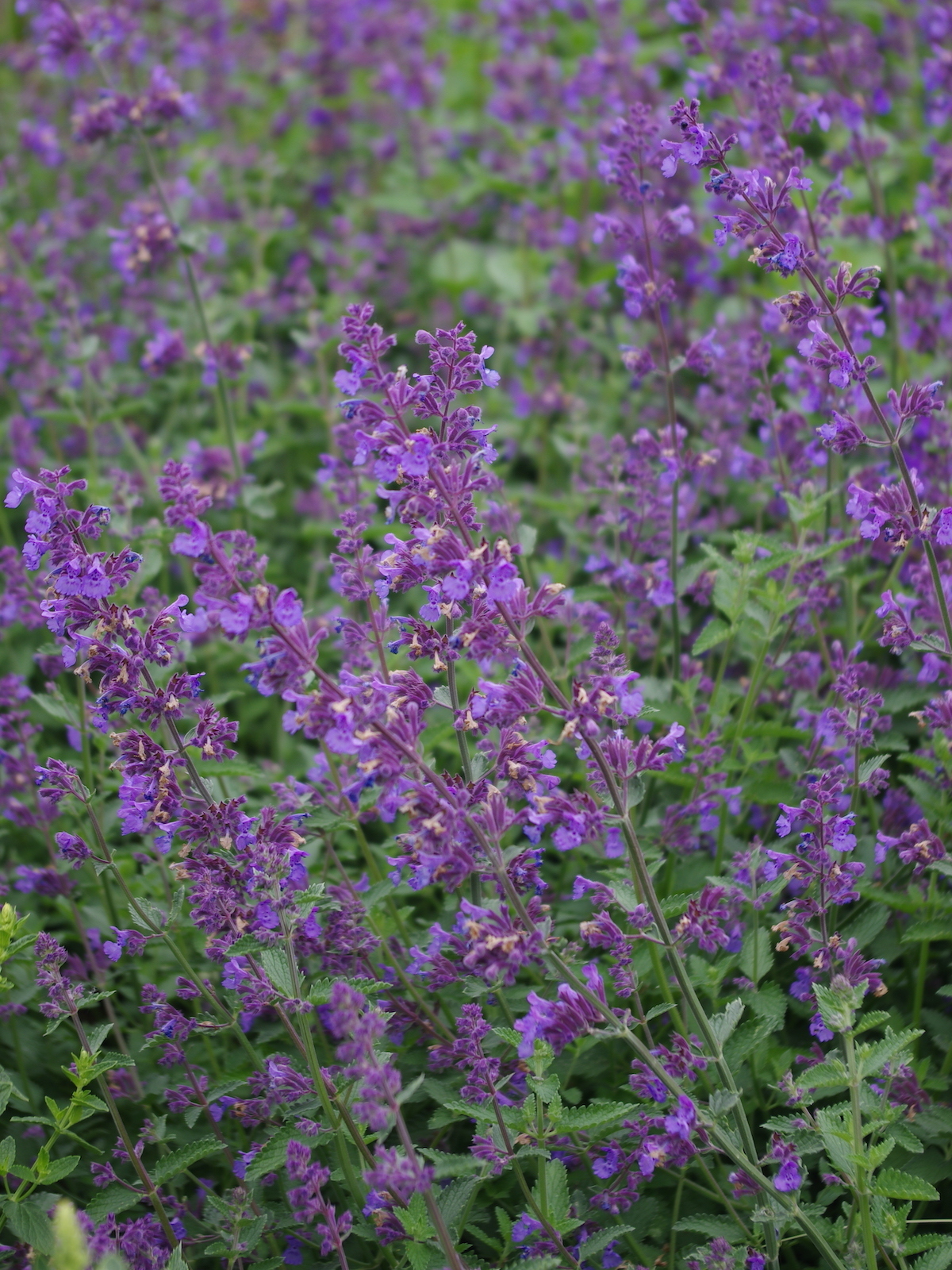 Nepeta racemosa 'Walkers Low' - Beth Chatto's Plants