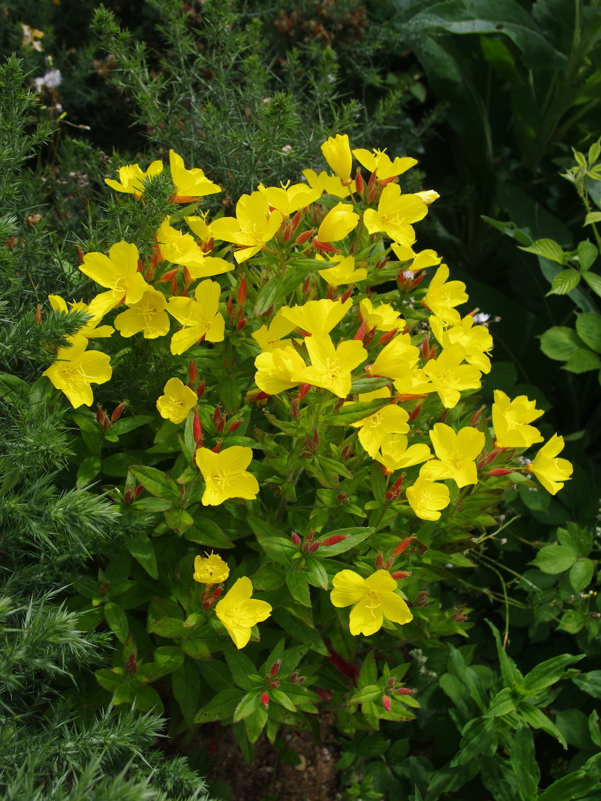 Oenothera pilosella 'Glencoe' - Beth Chatto's Plants