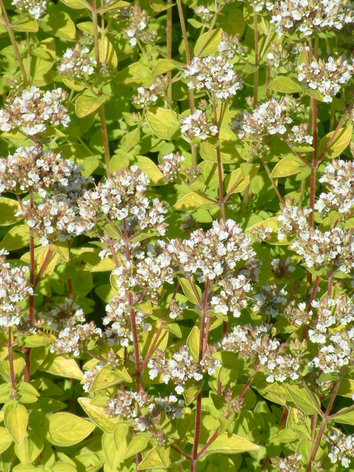 Пахучка обыкновенная (Clinopodium vulgare)