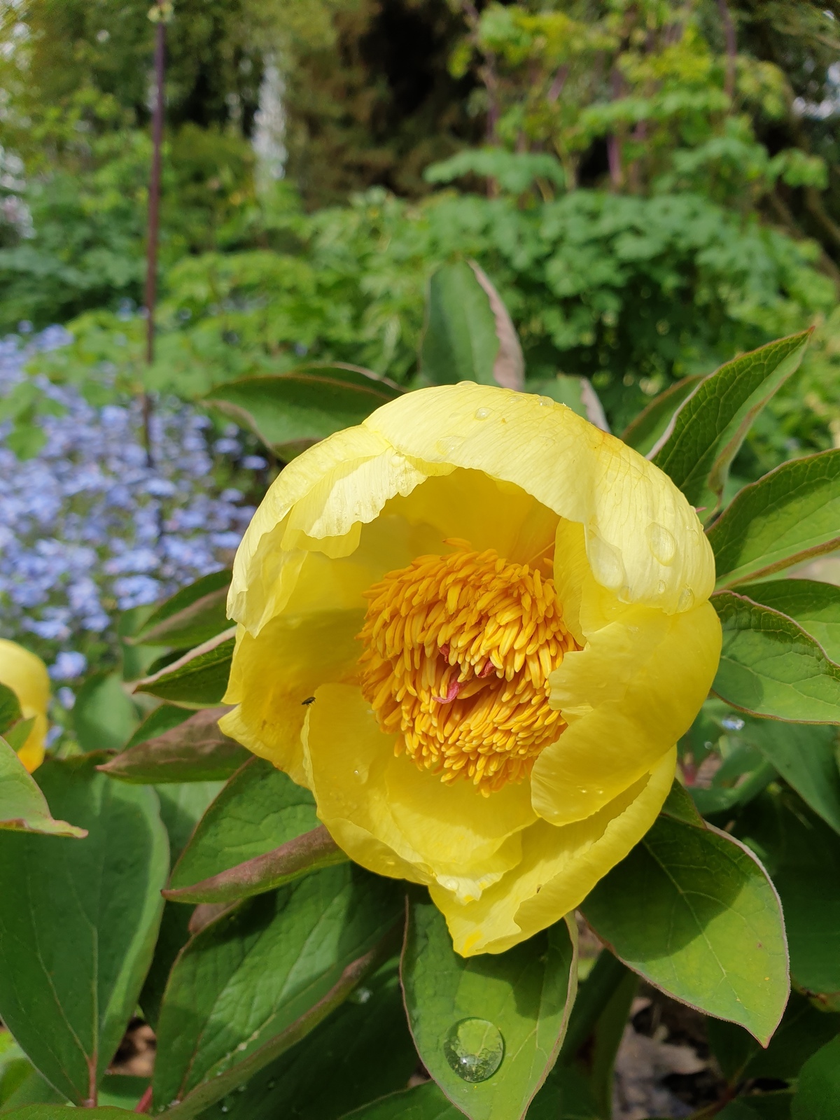 Paeonia daurica mlokosewitschii - The Beth Chatto Gardens