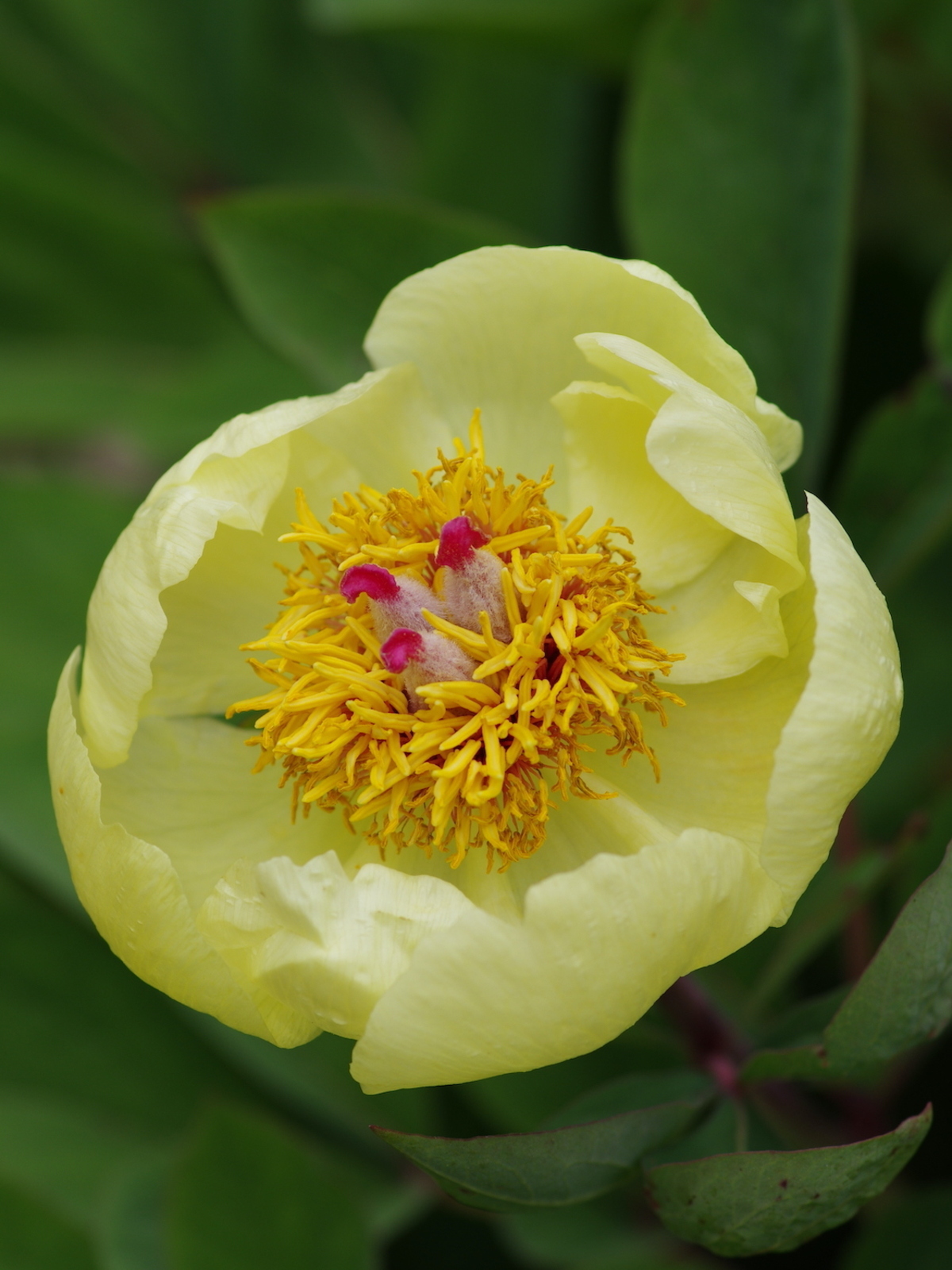 Paeonia daurica mlokosewitschii - The Beth Chatto Gardens