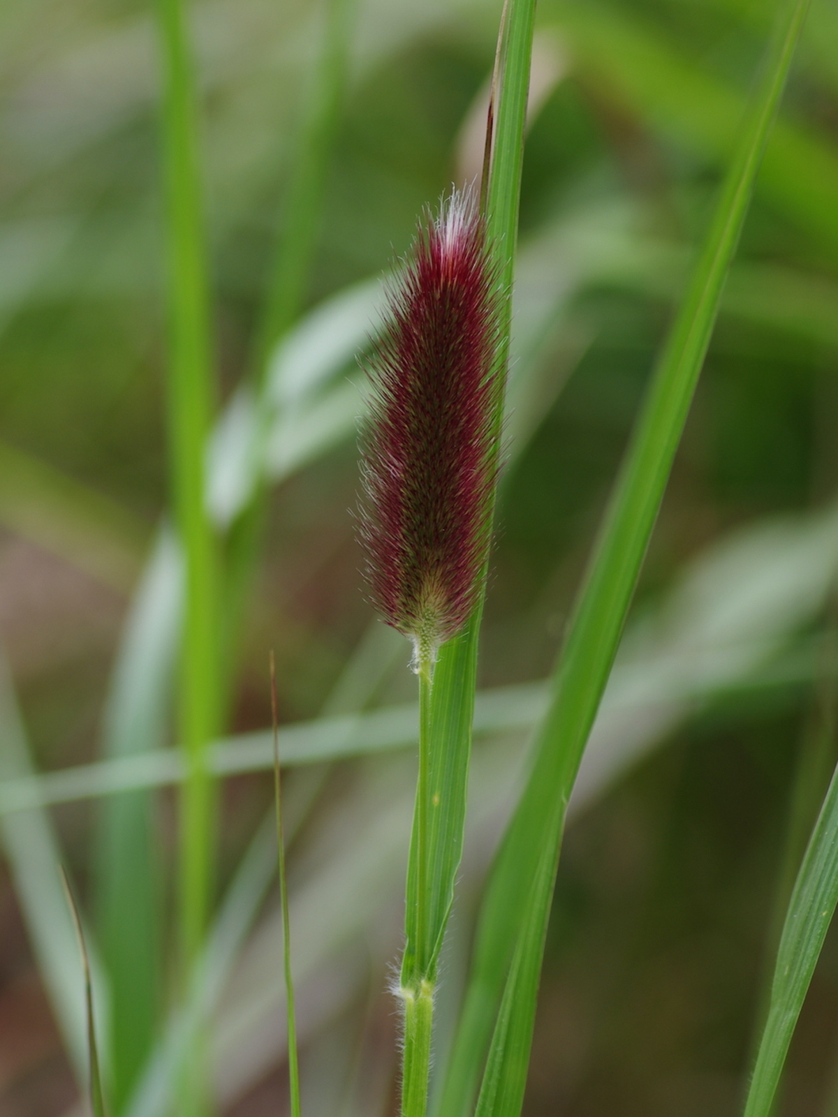 Pennisetum thunbergii 'Red Buttons' - Buy Online at Annie's Annuals