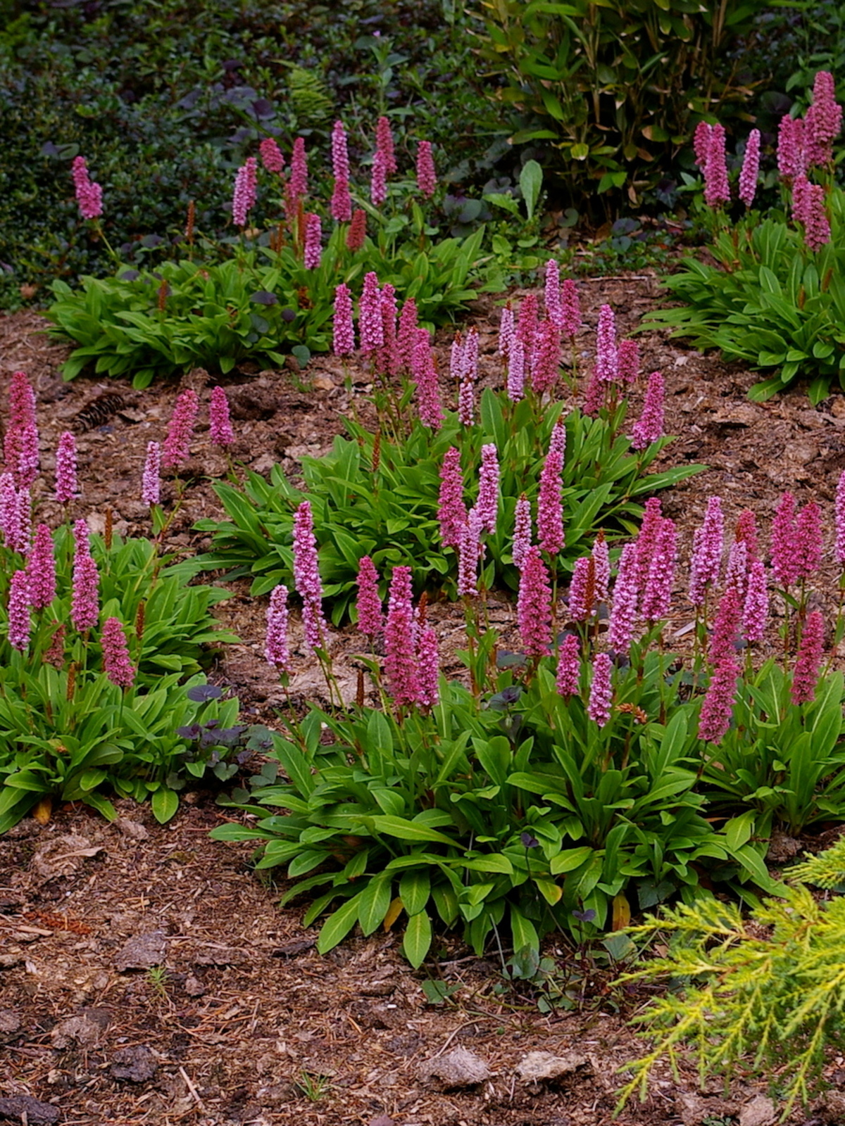 rolige Encommium drøm Persicaria affinis 'Darjeeling red' - The Beth Chatto Gardens