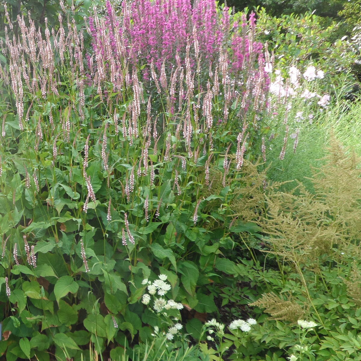 Persicaria amplexicaulis 'Rosea' - Beth Chatto's Plants & Gardens