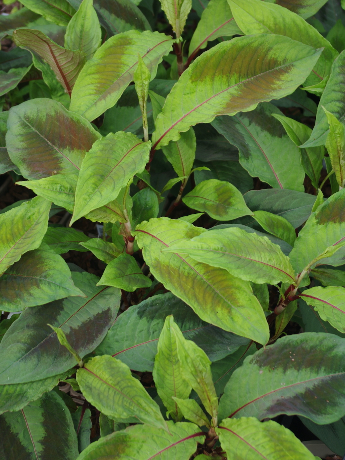 Persicaria virginiana Compton's The Beth Chatto Gardens