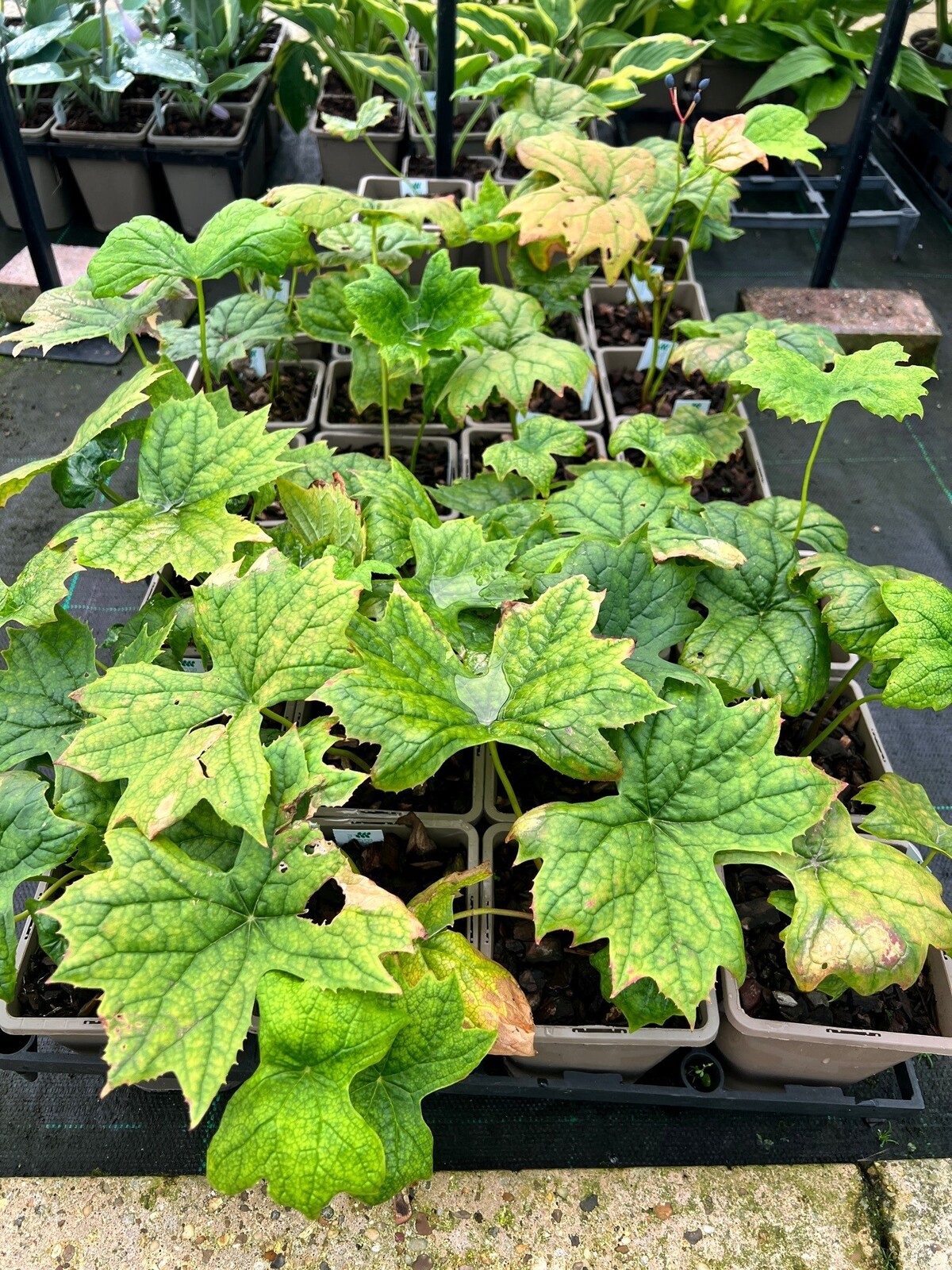 Podophyllum Pleianthum Short Form Seedling Beth Chatto s Plants Gardens