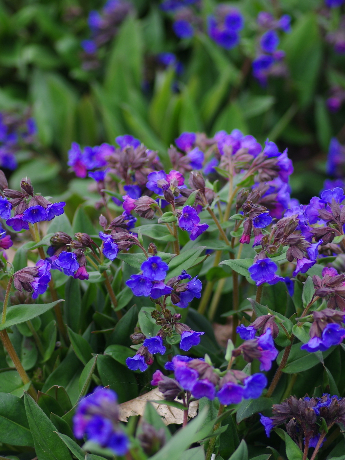 Pulmonaria 'Blue Ensign' - Beth Chatto's Plants & Gardens