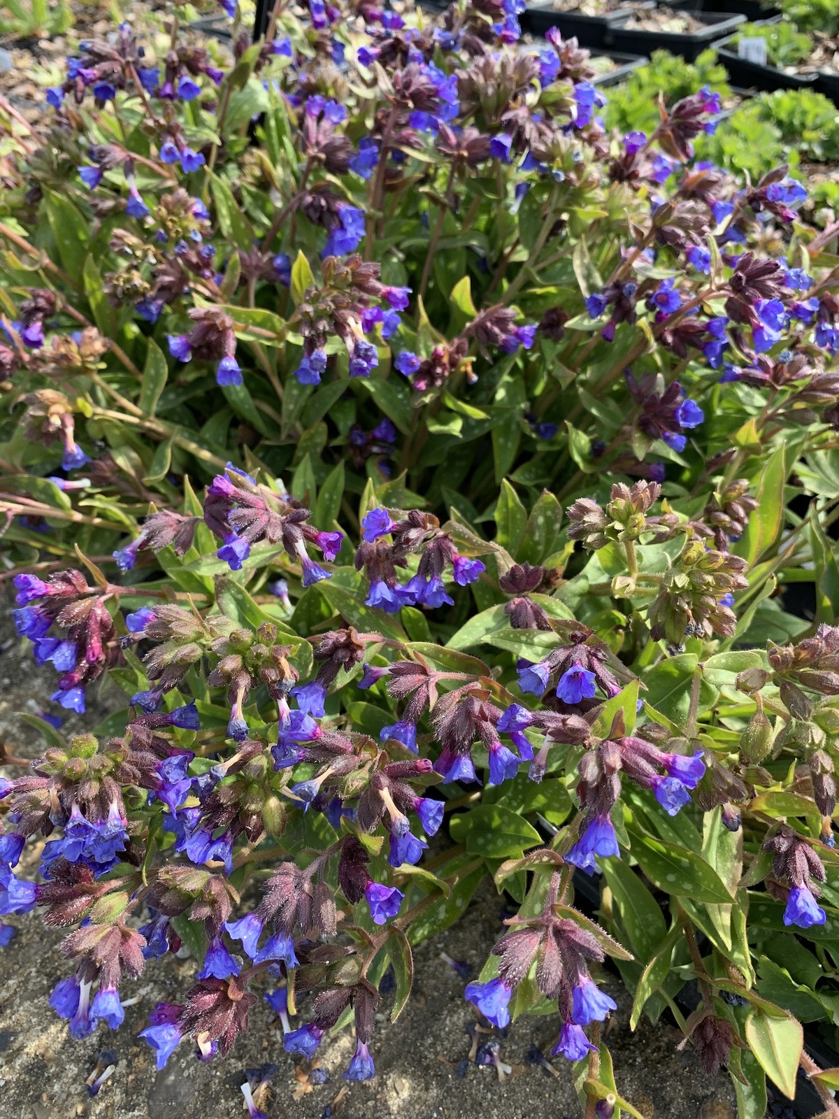 Pulmonaria longifolia 'Ballyrogan Blue' - Beth Chatto's Plants