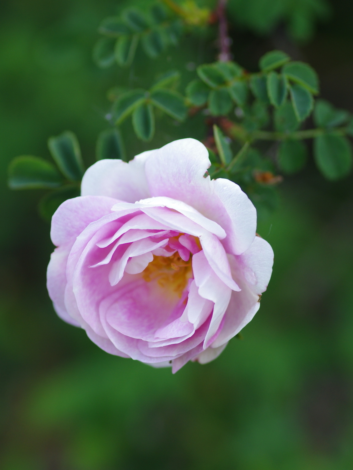 Rosa spinosissima 'Grandiflora', Rosa spinosissima 'Grandif…