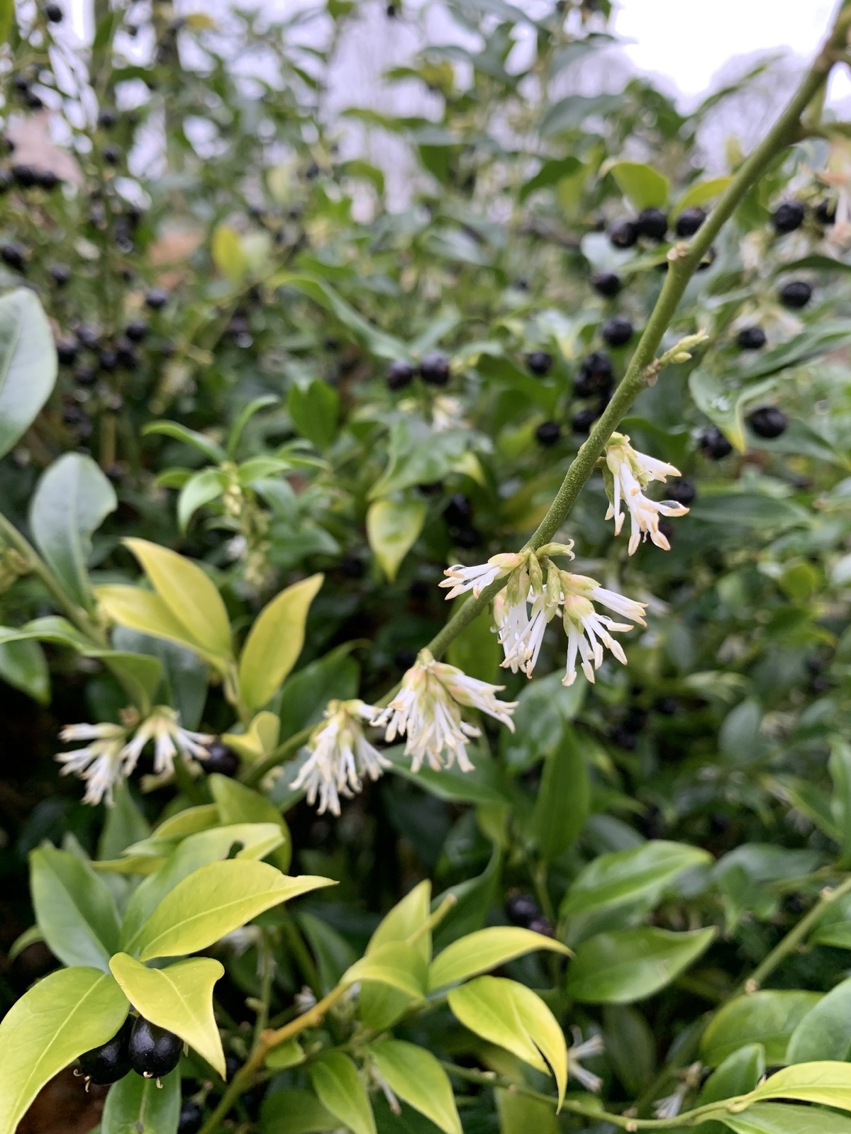 Shade | Sarcococca confusa - The Beth Chatto Gardens