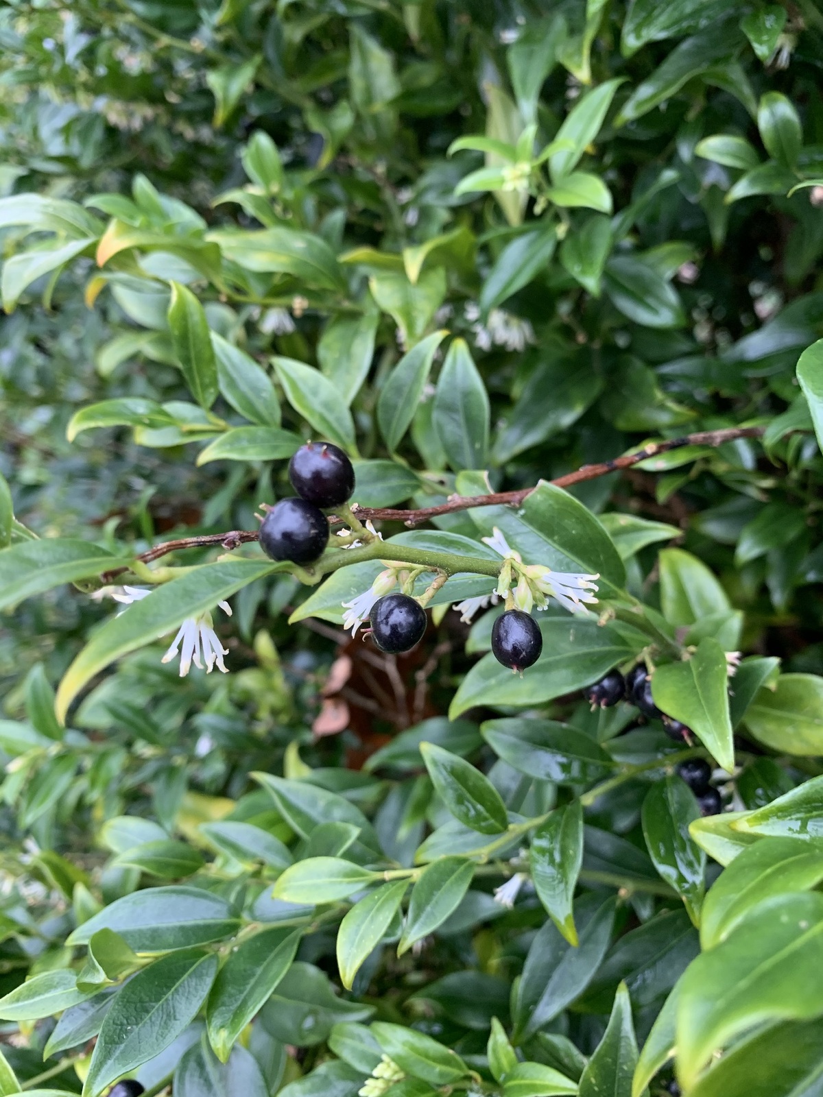 Shade | Sarcococca confusa - The Beth Chatto Gardens