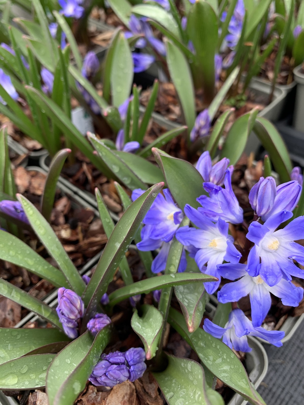 Scilla Blue Giant Beth Chatto S Plants Gardens