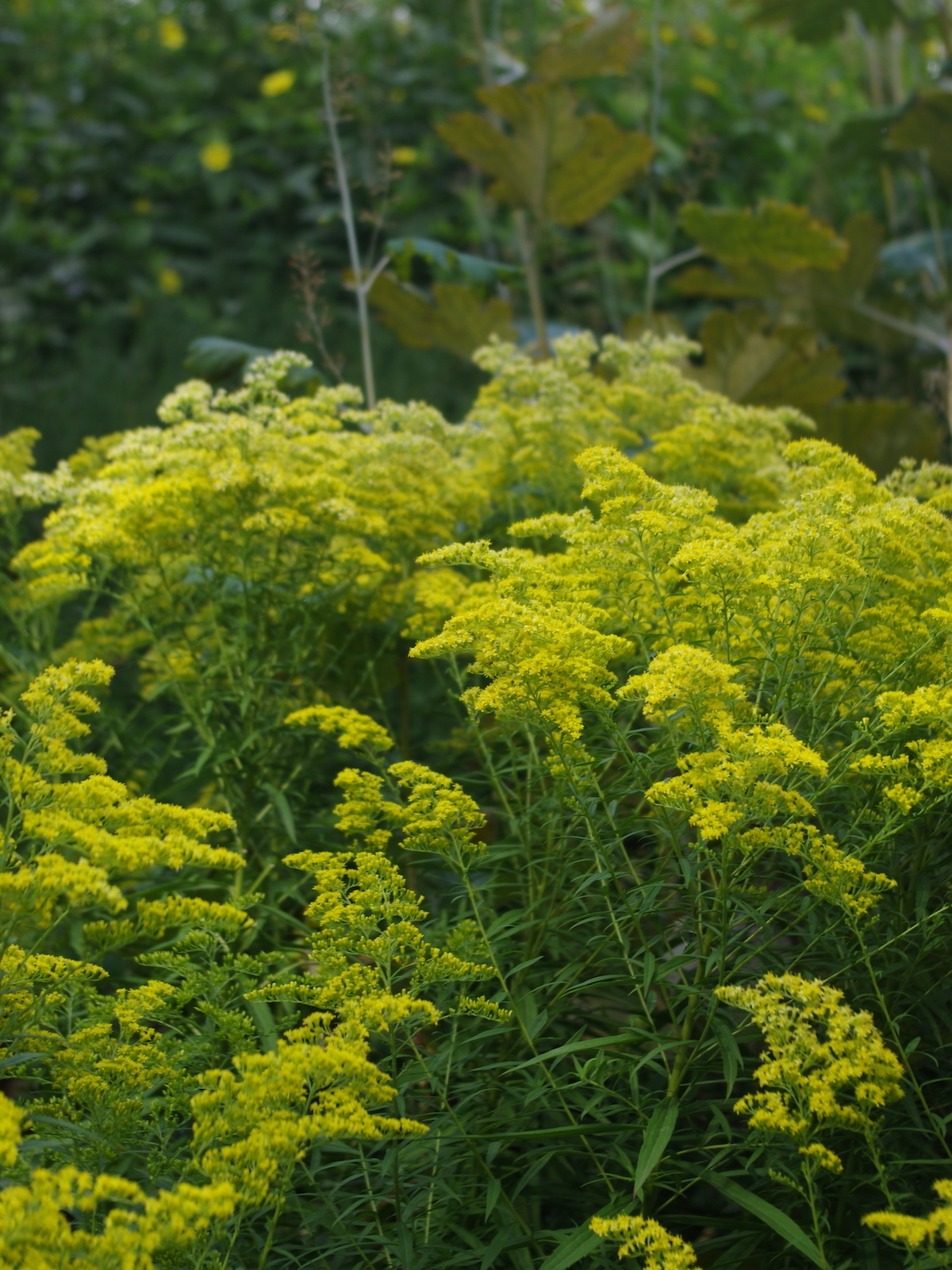 Solidago rugosa 'Loydser Crown' - Beth Chatto's Plants