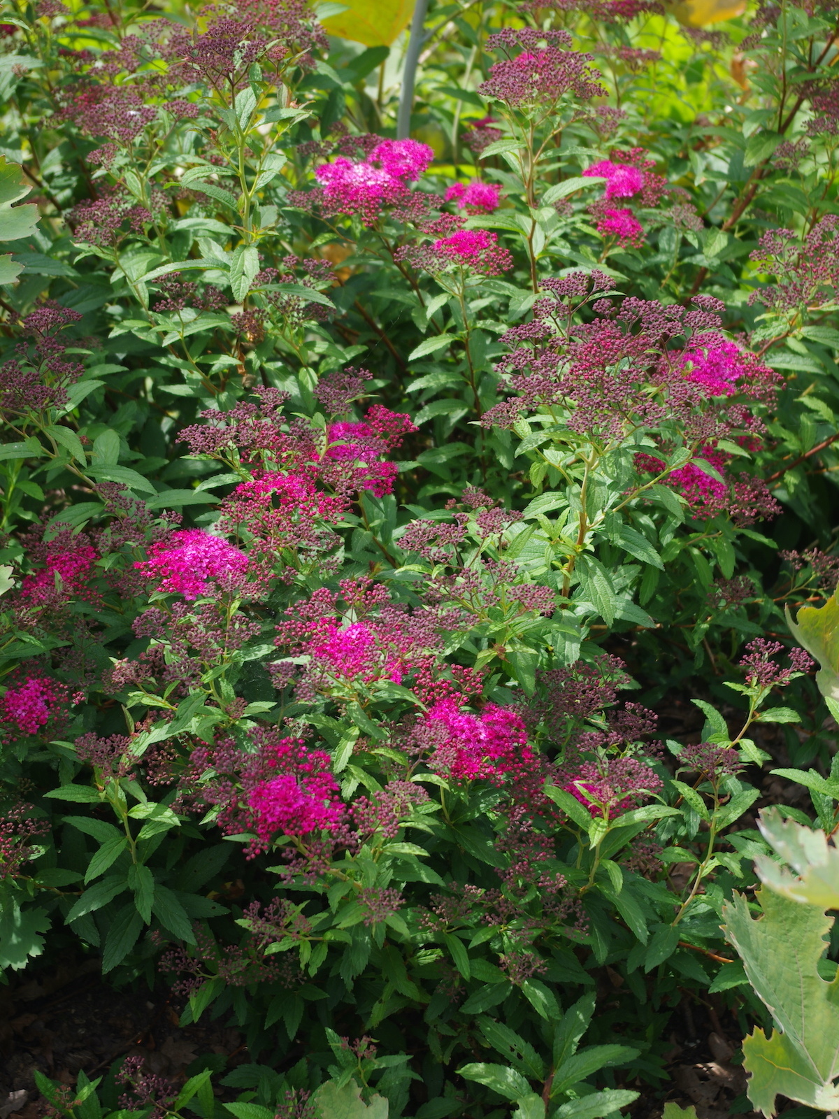 Spiraea japonica 'Anthony Waterer' - Beth Chatto's Plants & Gardens