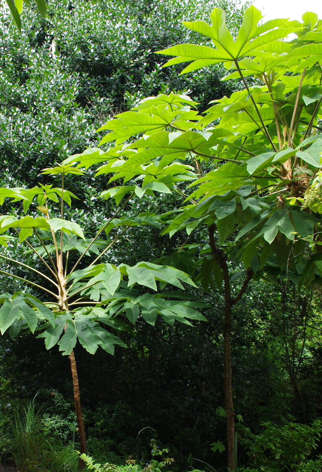 Featured image of post Simple Way to Chinese Rice Paper Plant Uk