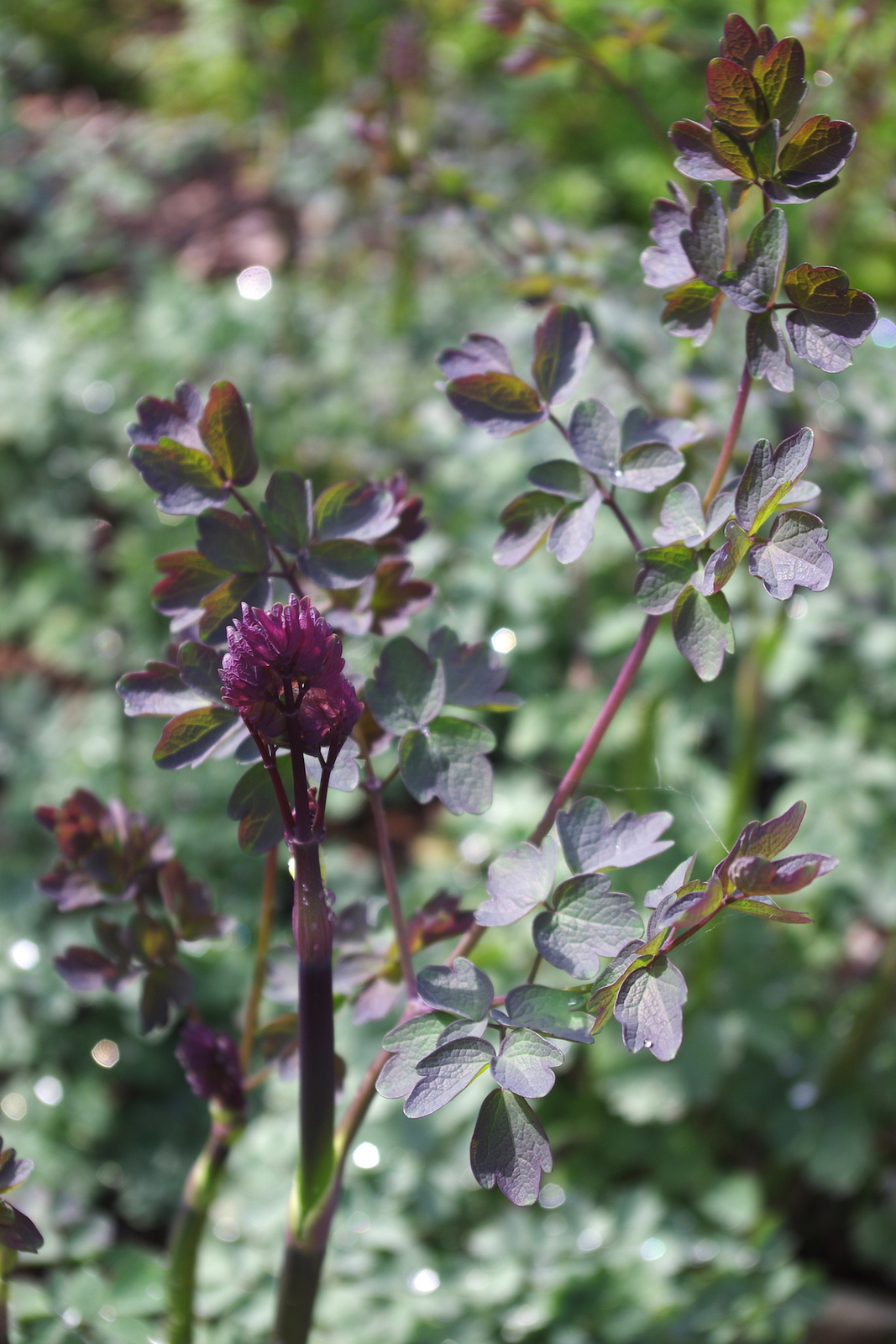 Thalictrum �Elin� Beth Chatto�s Plants &amp; Gardens