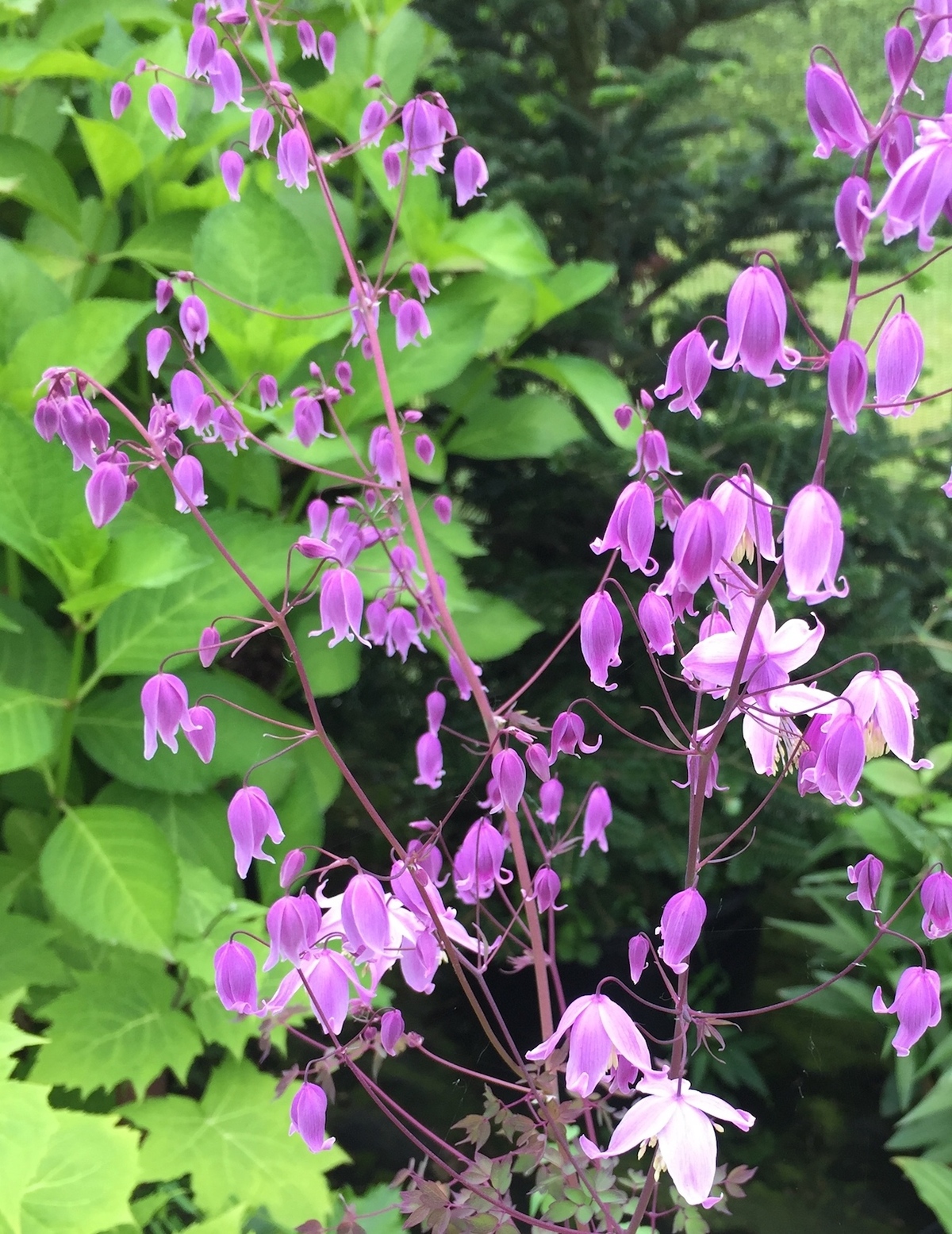Thalictrum The Beth Chatto Gardens