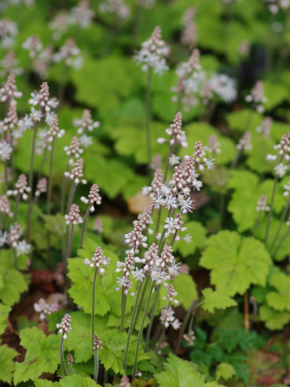 Shade Plants | Tiarella cordifolia - The Beth Chatto Gardens