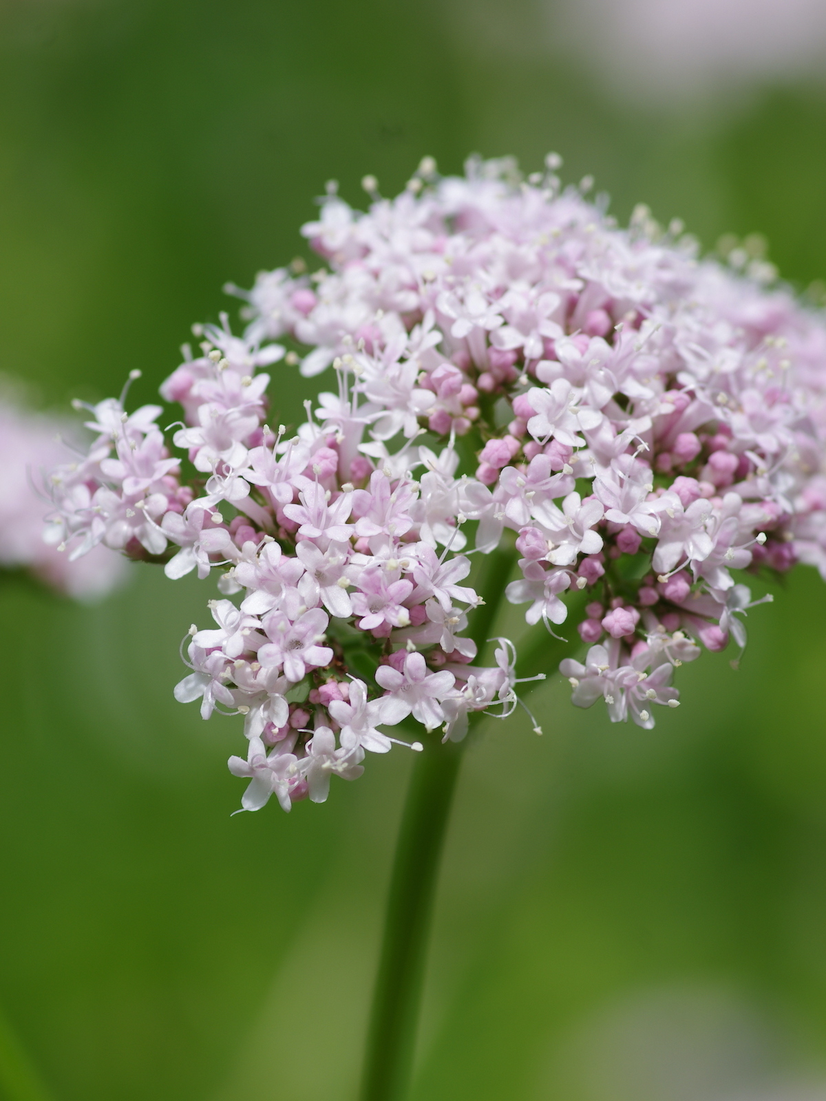 Valeriana Officinalis Valeriana Officinalis All Heal 2 Litre Tall