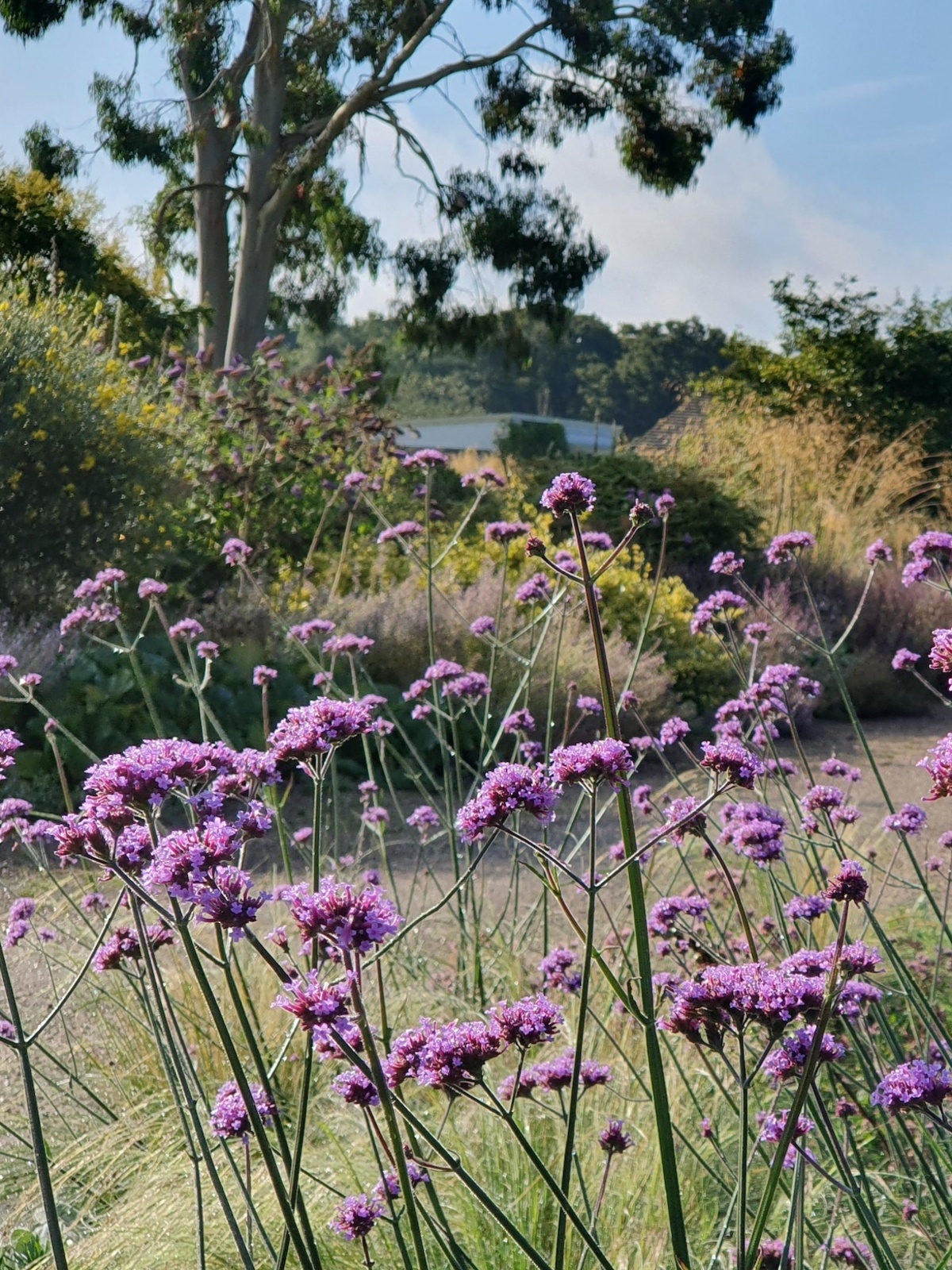 Verbena plant deals