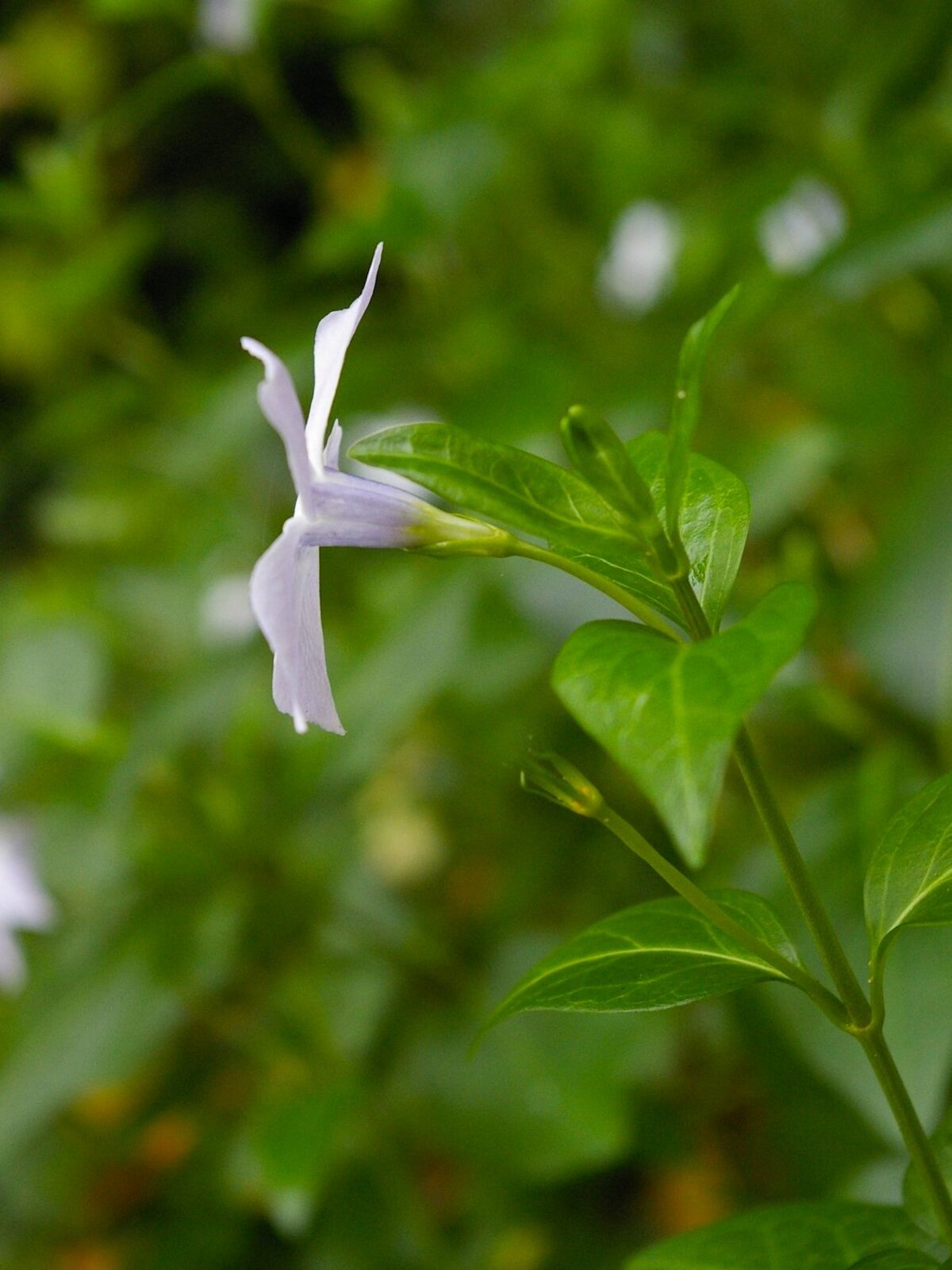 Vinca difformis - Beth Chatto’s Plants & Gardens