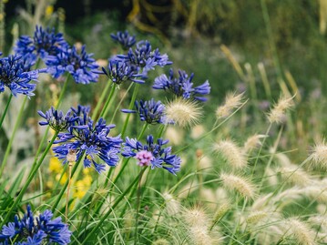 Plants for dry areas