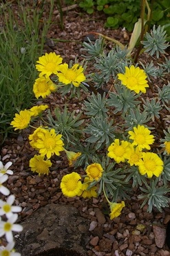 Euryops