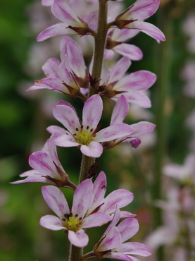 Francoa