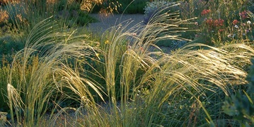 Grasses (inc. sedges and rushes)