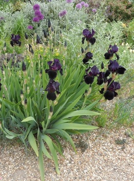 Iris - Dry soils