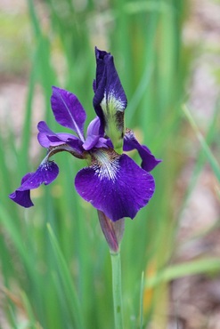 Iris - Damp soils