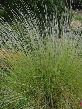 Muhlenbergia