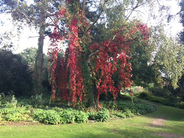 Parthenocissus