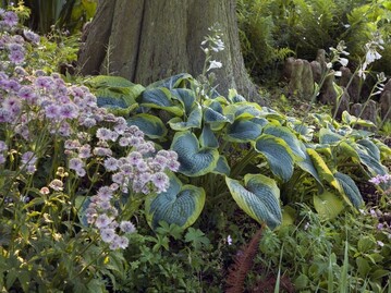 Plants for shade