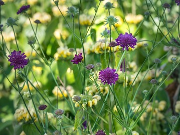 Plants for general conditions