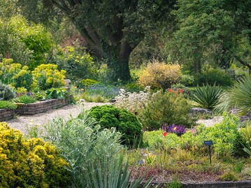 Plants for scree gardens