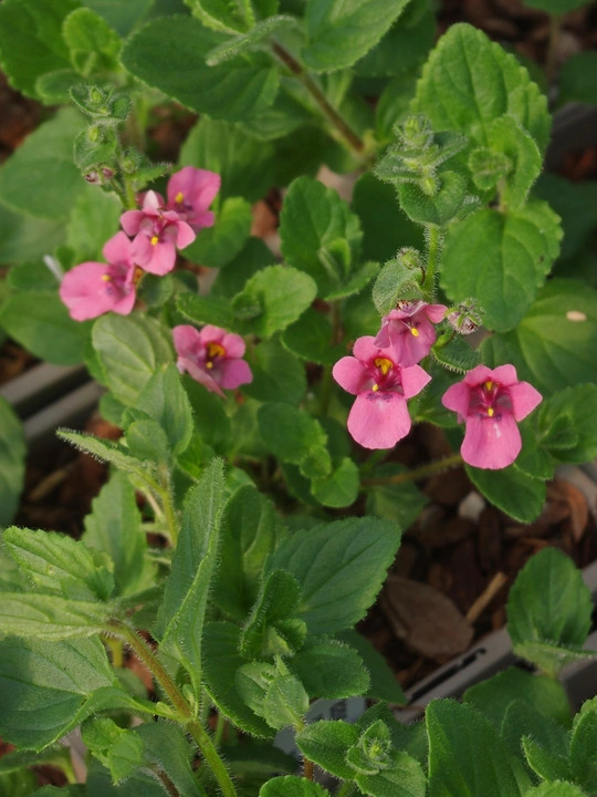 Diascia fetcaniensis