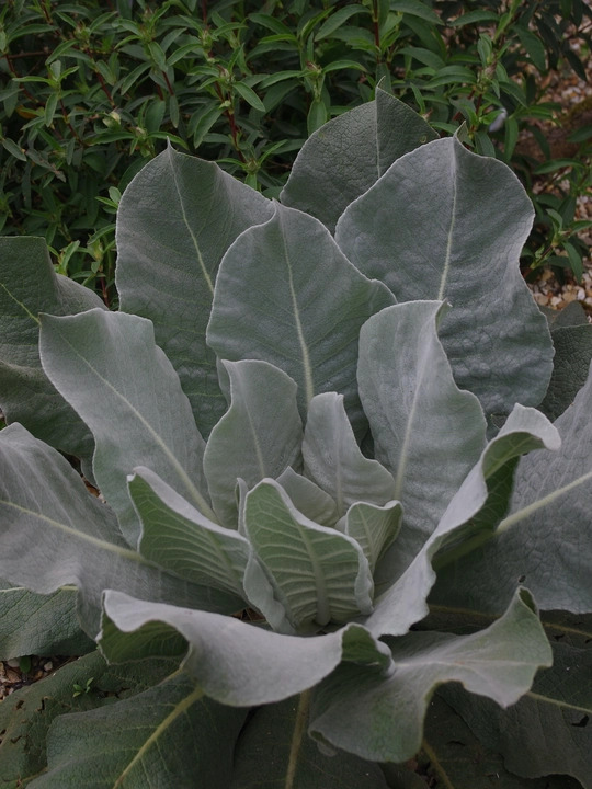 Verbascum bombyciferum