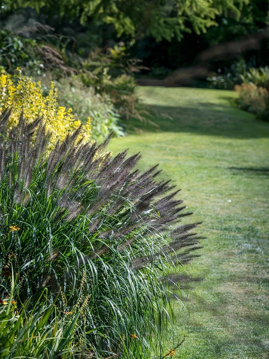 Pennisetum 'Black Beauty'