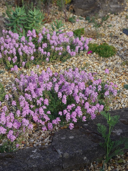 Aethionema grandiflorum