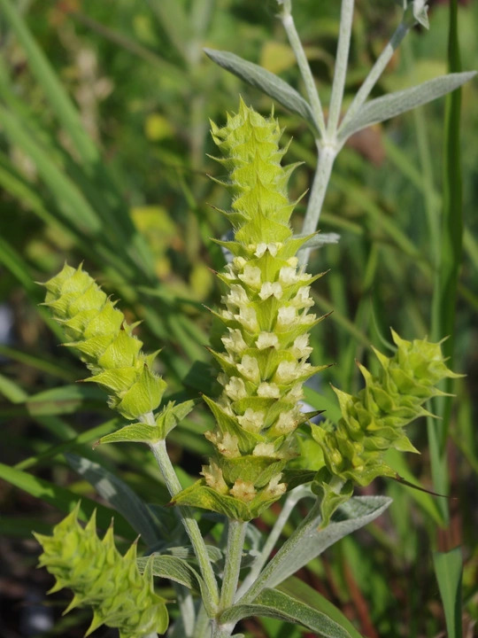 Sideritis scardica