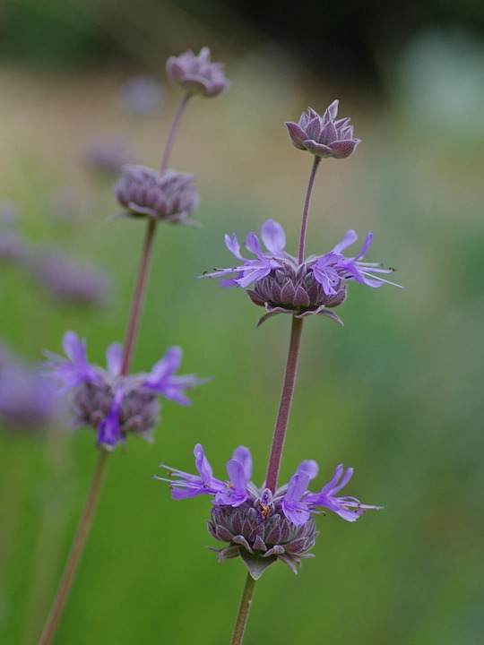 Salvia 'Allen Chickering'