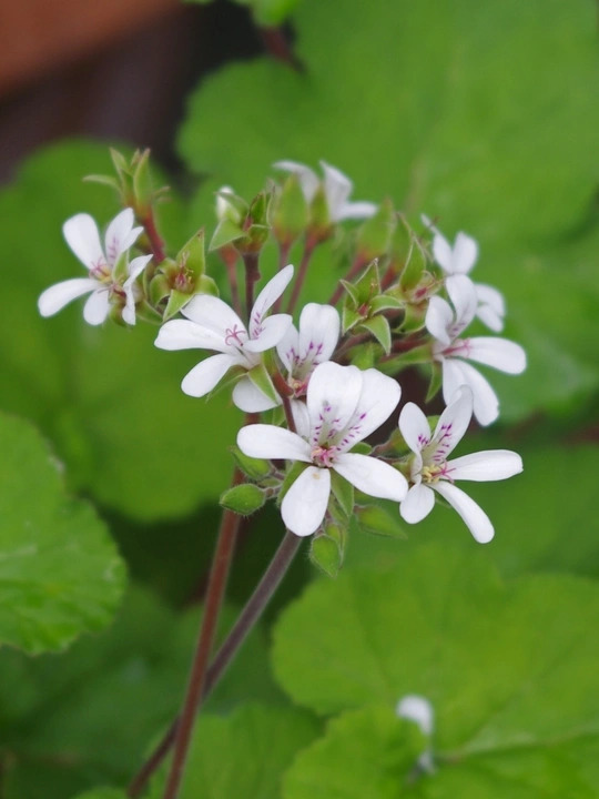 Pelargonium australe