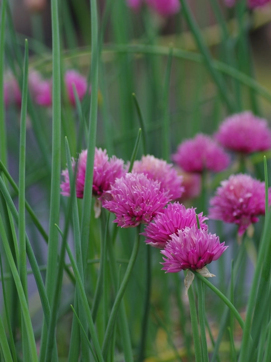 Herb - Allium schoenoprasum