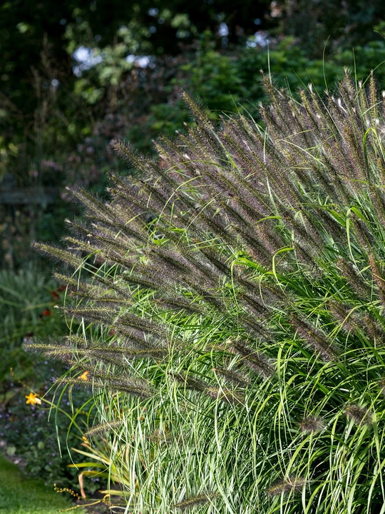 Pennisetum 'Black Beauty'