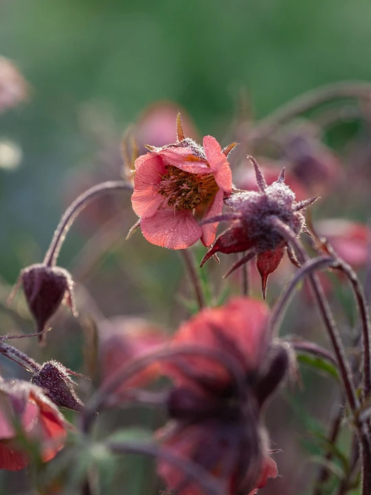 Geum rivale 'Leonard's Variety'