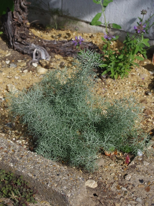 Artemisia alba 'Canescens'