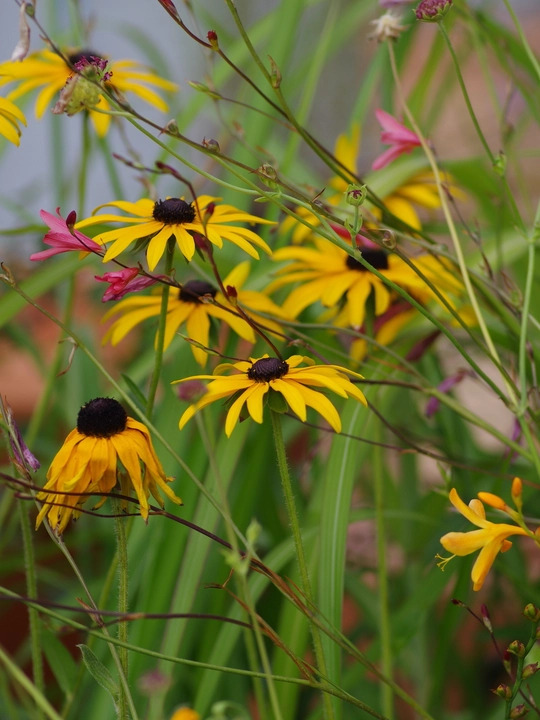 Rudbeckia fulgida var. deamii